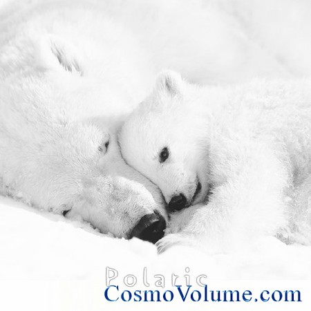 R. Nikolaenko - Polaric [2014]