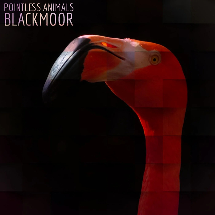 Pointless Animals - Blackmoor
